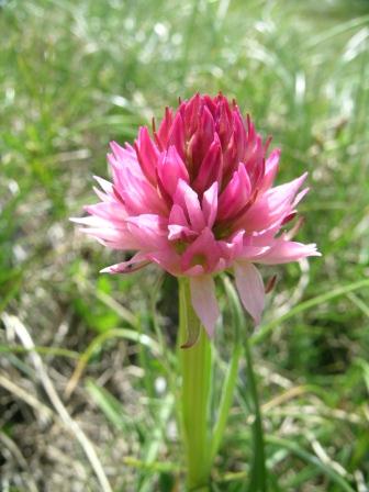 Nigritella widderi